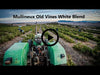 old vines white mullineux